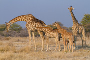66 - Girafes